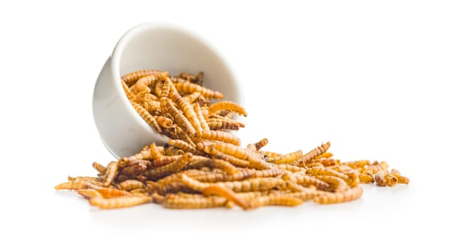 Dried salted worms. Roasted mealworms in bowl isolated on a white background.