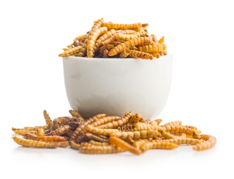 Dried salted worms. Roasted mealworms in bowl isolated on a white background.