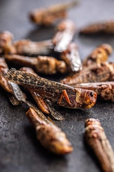Dried salted insect. Rosted grasshoppers on a black table.