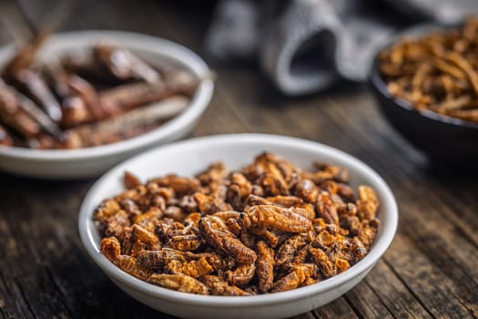 Dried salted insect. Roasted crickets in bowl on a wooden table.