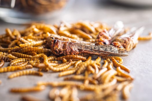Dried salted insect. Roasted grasshoppers and meal worms on a kitchen table.