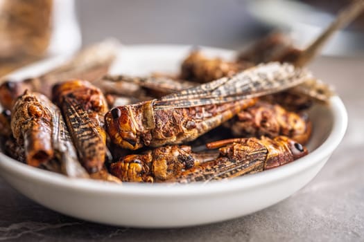 Dried salted insect. Roasted grasshoppers in bowl on a kitchen table.