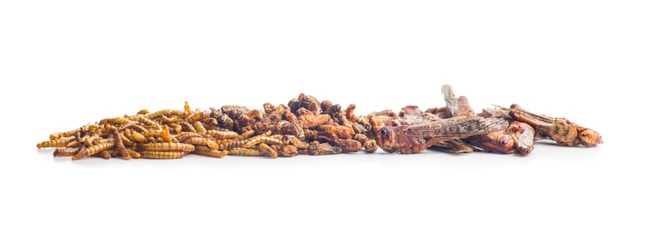 Dried salted insect. Mealworms, grasshoppers and crickets isolated on a white background.