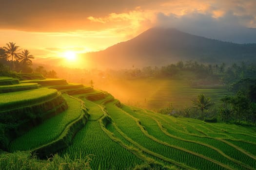 The beauty of rice fields on the mountain slope at sunset. Rice harvest.