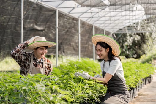 A modern couple tending to herbs and cannabis plants in a greenhouse, showcasing sustainable farming practices.