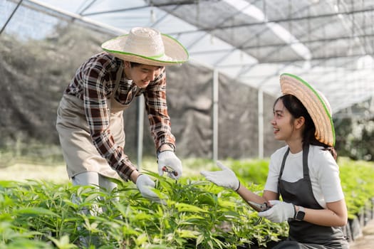 A couple gardening with herbs and cannabis, showcasing teamwork and sustainable living in a greenhouse environment.