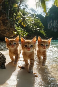 Three cats on a sunny tropical beach. The concept of tropical recreation and travel.