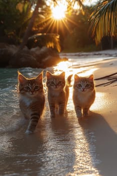 Three cats on a sunny tropical beach. The concept of tropical recreation and travel.