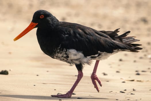 Variable, New Zealand oystercatching stepping midwalk on a sandy beach, with distinctive bright red beak and eye.