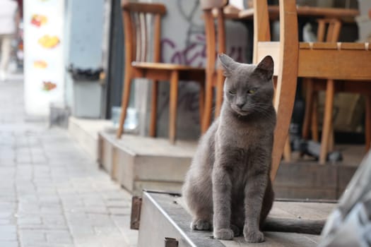 A serene grey cat relaxes on a cozy ledge in a charming urban environment, enjoying peace