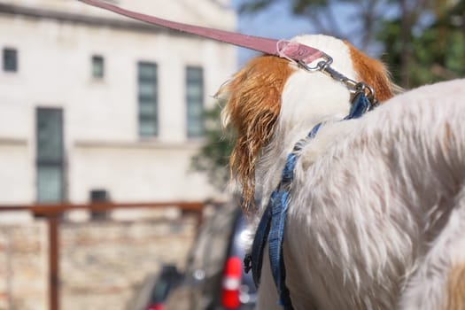 A cute leashed dog pauses thoughtfully against a bustling city backdrop, observing its surroundings