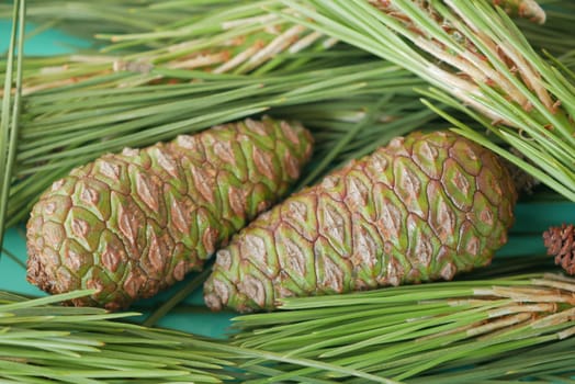 Vibrant green pine cones are nestled comfortably among the fresh green pine needles