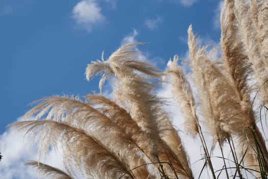 The beautiful pampas grass gently swaying in the warm breeze under a clear blue sky