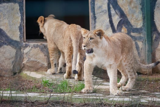 Two young lions are walking outside their enclosure in a zoo, exploring their surroundings