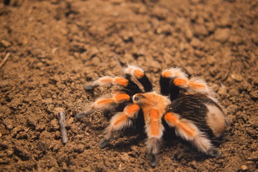 A vividly colorful tarantula is peacefully resting on a textured and earthy natural surface