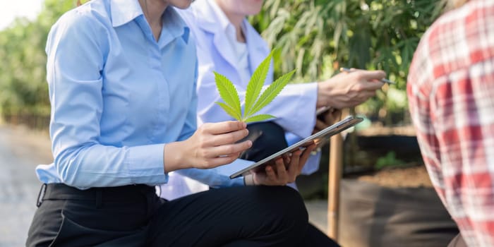 innovative cannabis cultivation methods for enhanced yield and sustainability.