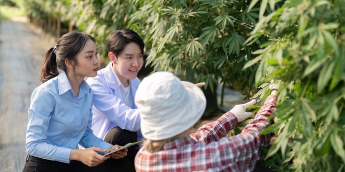 innovative cannabis cultivation techniques in a collaborative research setting.