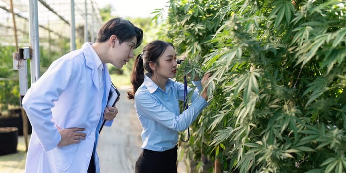 Discover the innovative research techniques applied in cannabis cultivation by experts in a greenhouse setting.