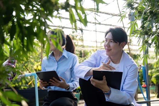 A detailed study on cannabis cultivation in a greenhouse with scientists innovative techniques.
