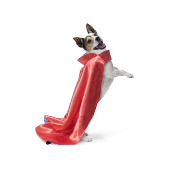 Superdog Jack Russell in red superhero cape  flying isolated on white background