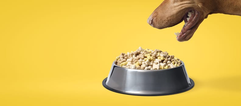 Close- up dog eating in a stainless steel dog bowl