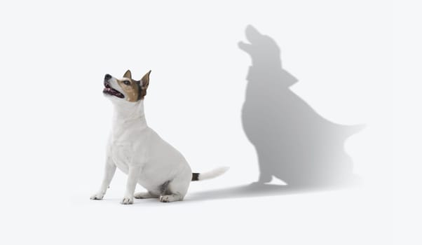 Cute small dog Jack Russell stands confident in a hero stance and casting a brave superhero shadow on the wall behind. 