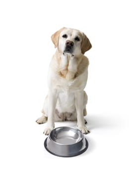 Sad Labrador Retriever dog next to a empty bowl on white background