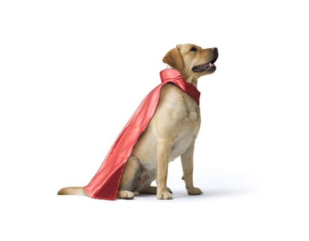 Studio shot of dog Labrador  in red superhero cape  isolated on white background