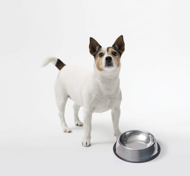 Sad Jack Russell terrier dog next to a empty bowl on white background