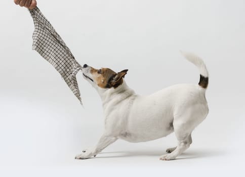 Cute small dog Jack Russell terrier playing on white background