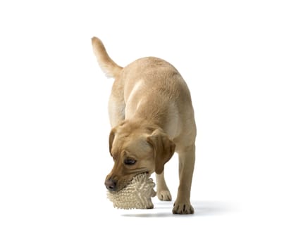 Portrait of Labrador Retriever Playing on white background