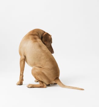Studio shot of dog hungarian Vizsla sitting isolated on white background