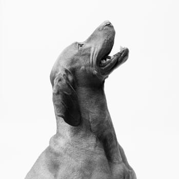Portrait of dog hungarian Vizsla isolated on white background