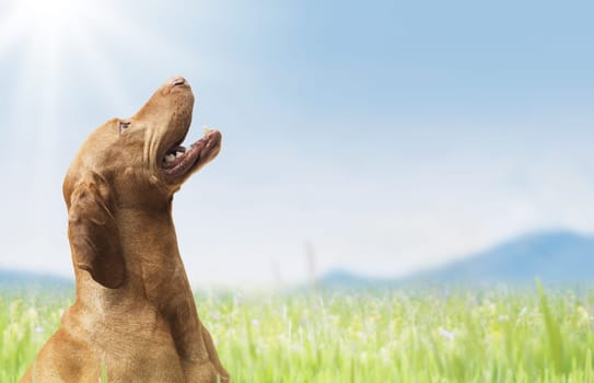 Studio shot of dog hungarian Vizsla sitting outdoors in green garden