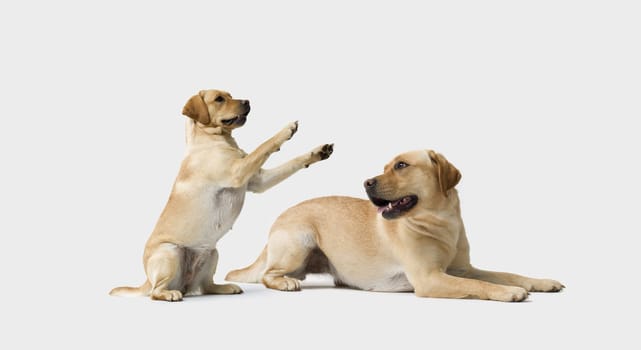 Portrait of Labrador Retriever standing on white background