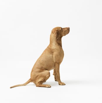 Studio shot of dog hungarian Vizsla sitting 99 isolated on white background