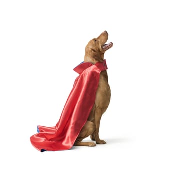 Studio shot of dog hungarian Vizsla in red superhero cape  isolated on white background