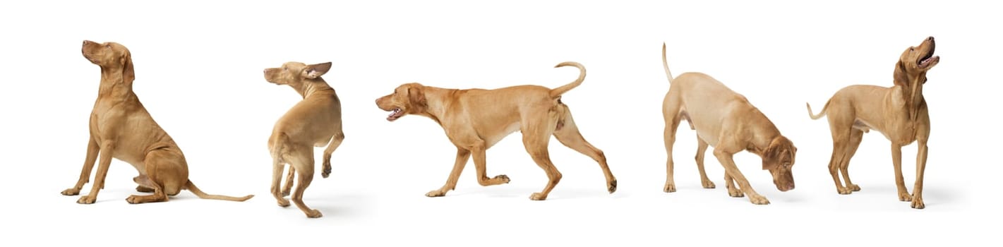 Collage with photos of Dogs hungarian Vizsla in different poses, cute dog isolated on white background