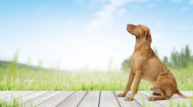 Studio shot of dog hungarian Vizsla sitting outdoors in green garden