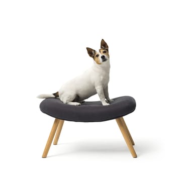 Cute small dog Jack Russell terrier looking at camera on white background