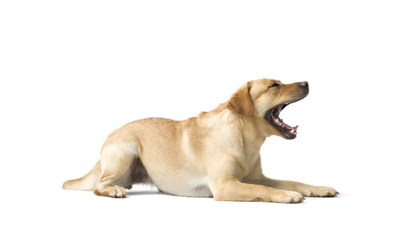 Portrait of Labrador Retriever lying and Yawning on white background