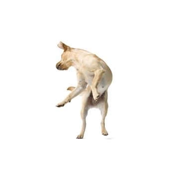 Portrait of Labrador Retriever dog isolated on white background jumping up