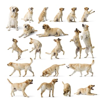 Collage with photos of Dogs Labrador Retriever in different poses, cute dog on white background. 