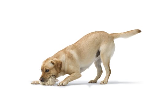 Portrait of Labrador Retriever Playing on white background