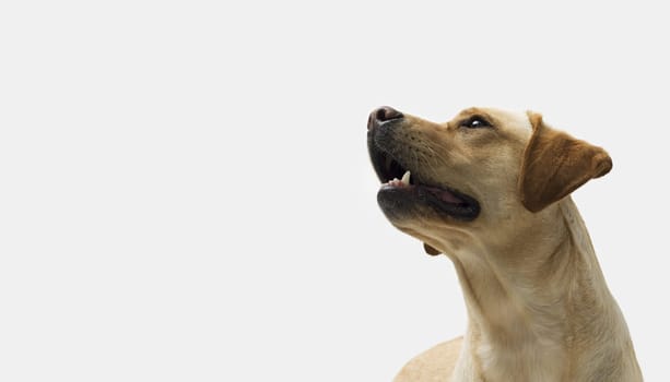 Portrait of Labrador Retriever standing on white background