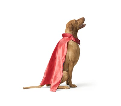 Studio shot of dog hungarian Vizsla in red superhero cape  isolated on white background