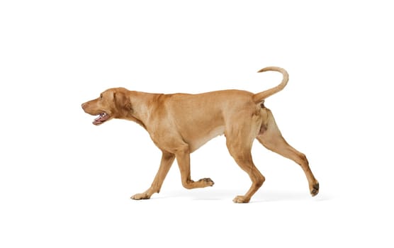 Studio shot of dog hungarian Vizsla walking isolated on white background