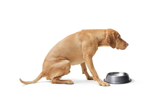 Sad hungarian Vizsla dog next to a empty bowl on white background