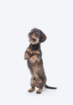 Portrait of a wire-haired Dachshund standing on his hind legs, dog breed, isolated on white background
