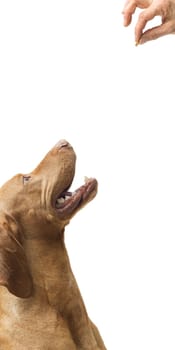 Female hand feeds dog with dry food isolated on beige background